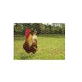 MALLA GALLINA TRIPLE TORSION GALVANIZADA COMPAC 25X0,7X100 CMT. 17054228 PRECIO ROLLO 25X25X100 BELLOSO